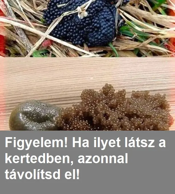 kertedben420437694328 n 512x381