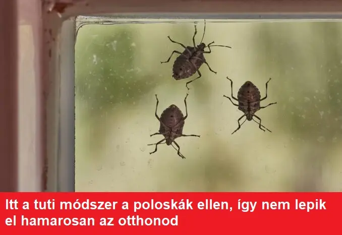 poloska 678x381